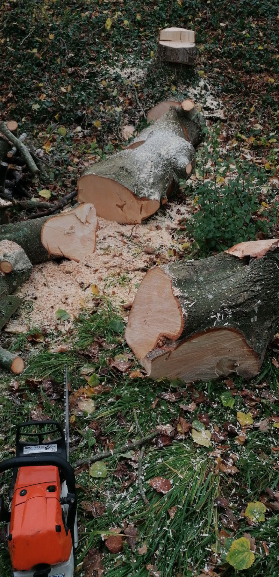 Billons de bois tronçonnés après abattage
