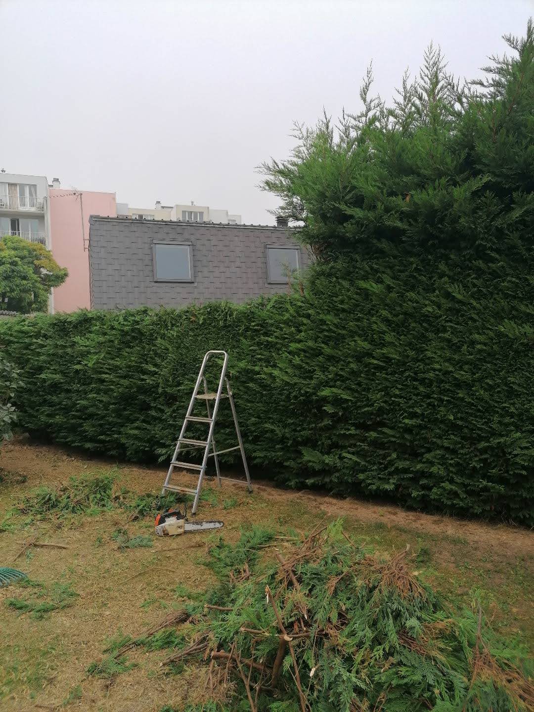 Haie de thuyas taillée le long d'un jardin