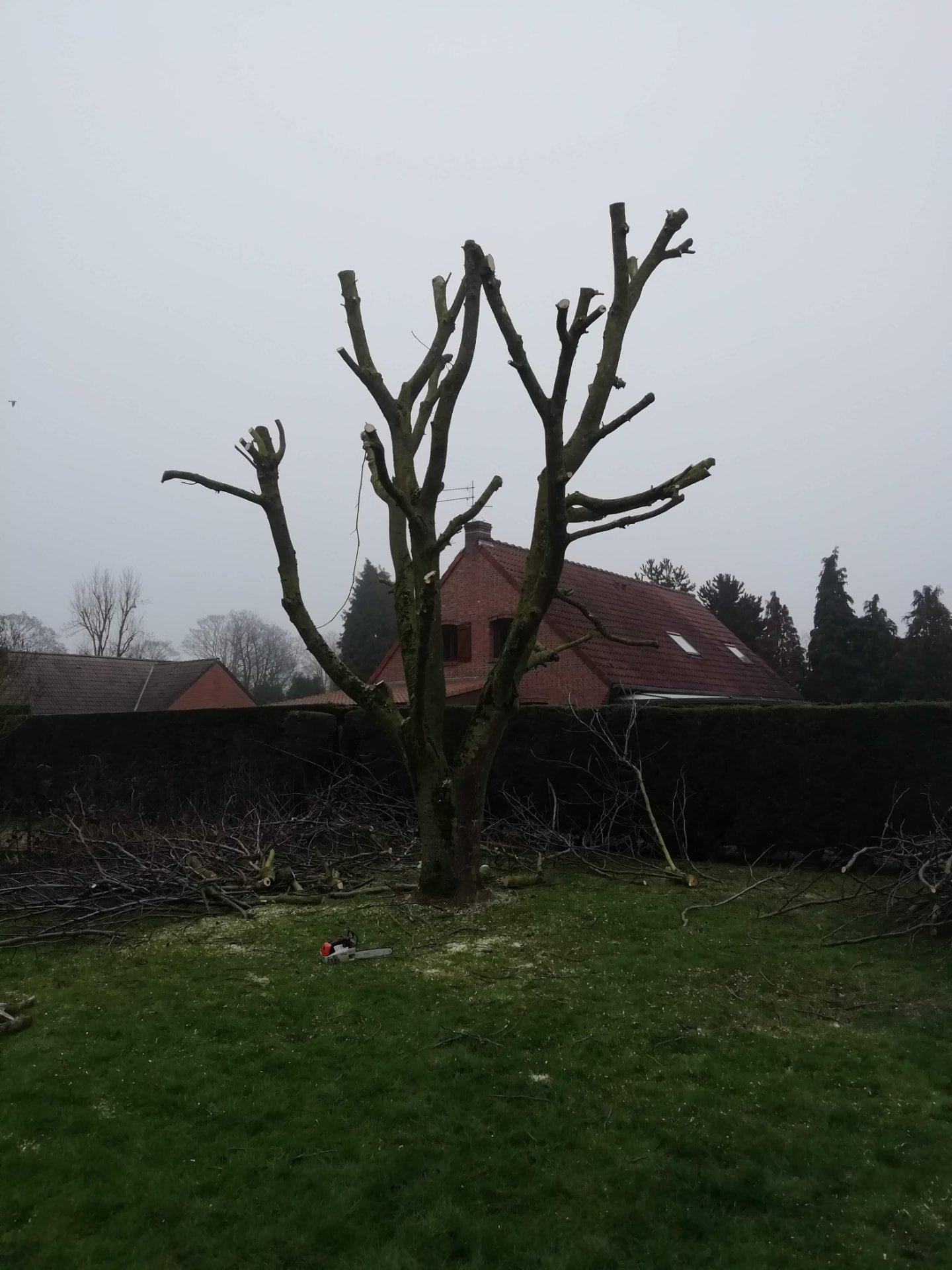 Arbre de jardin taillé après une intervention d'élagage