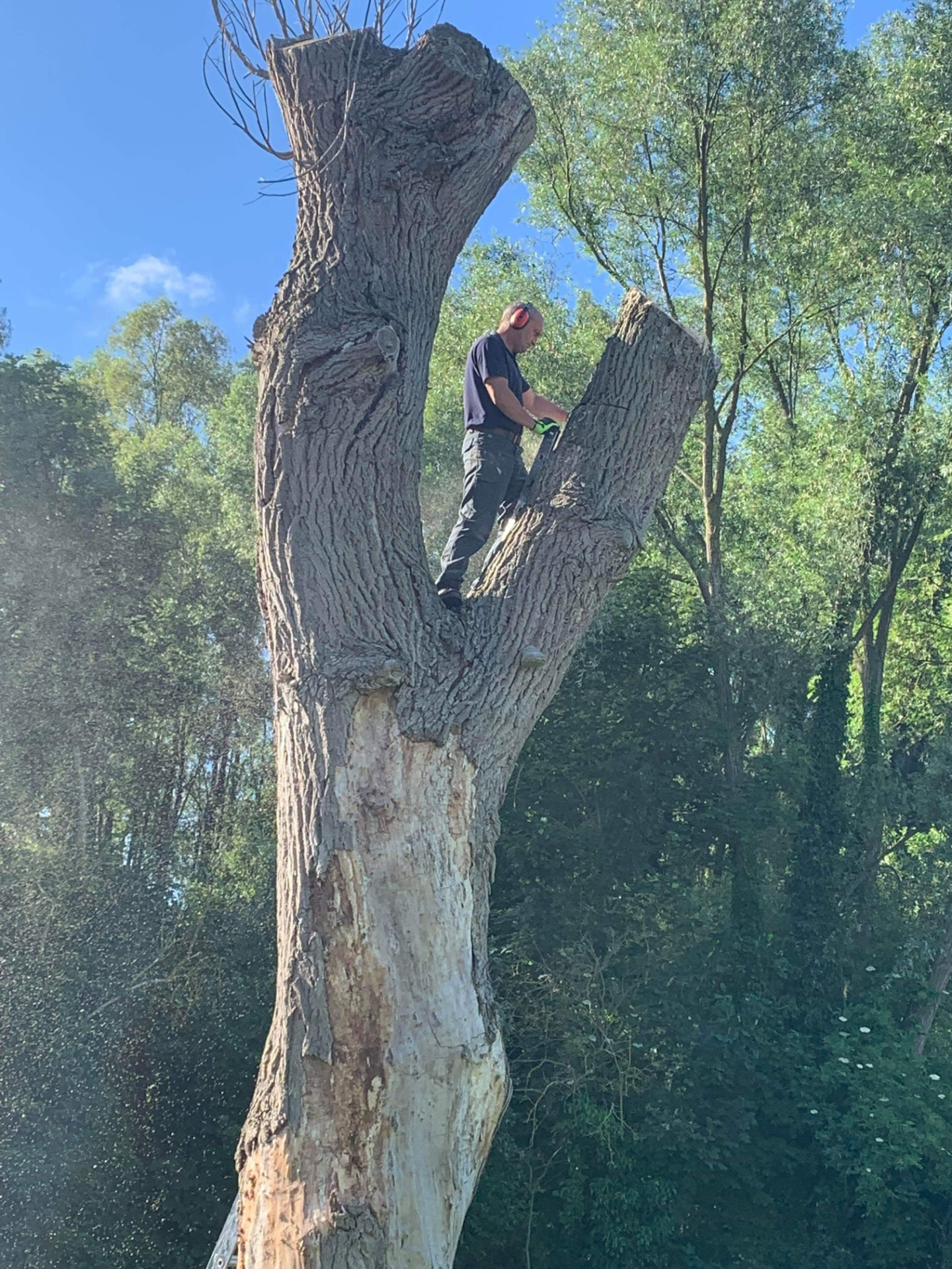 Démontage d'un arbre par sections à la tronçonneuse