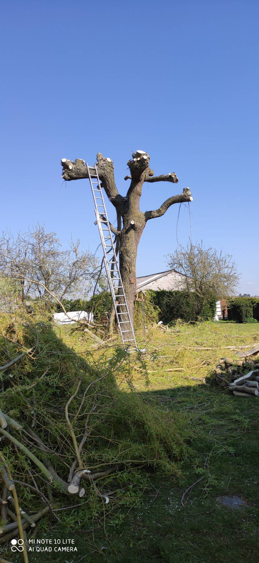 Élagage d'un arbre à l'échelle, branches coupées au sol